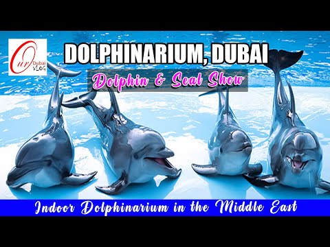 Dolphin's Amazing Performance | Dubai Dolphinarium | 2019