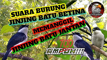 suara pikat burung jinjing batu.mp3 terbaru 2021 || dijamin keampuhannya coy!!!