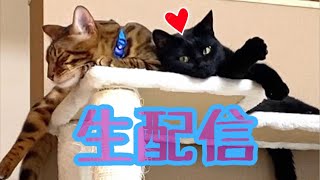 【生配信8/16】お盆の最後は猫見てゆっくり見て過ごしませんか？生配信