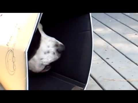 Come abituare il cane al kennel passo per passo - Consigli ...