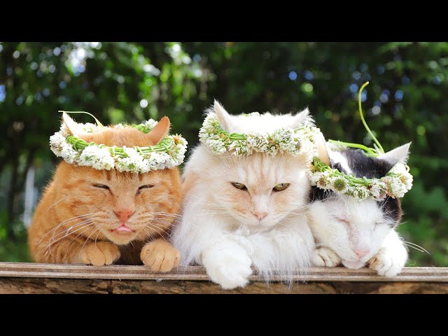 サンライズクルセイド 猫を捕まえプロモ版 2枚 白詰草 冠 のせ猫 2024 240706 - YouTube
