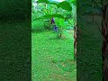Tersembunyi di Dalam Rumput… Rahasia Saluran Air Baru Terungkap!#197