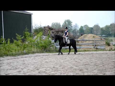 Elonya dressage training