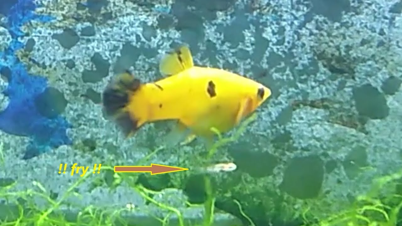 Leopard molly fry growing up (part 3) week 22 next generation of