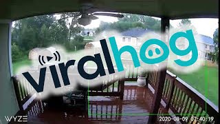 Lightning Strikes Neighbor's Tree || ViralHog