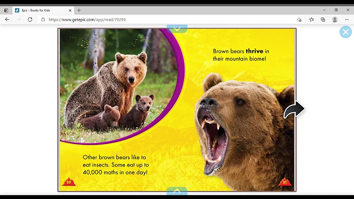 Brown Bears By Lindsay Shaffer