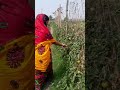 প্লিজ সাপোর্ট করবেন #RH Entertainment #shortvideo #viralvideo #nature #subscribe #everyone