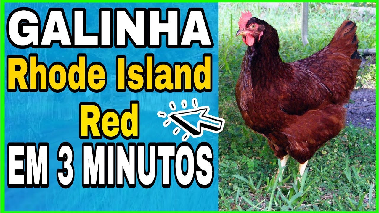 GALINHA Rhode Island Red

 EM TRÊS MINUTOS.