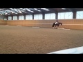 Hawtins Barolo & Lesley Peyton-Gilbert, BD Young Horse Forum, Mon 16 Jan 2017