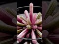 What crystal would you grow? Drop a comment below with your fav crystal or what you want to see