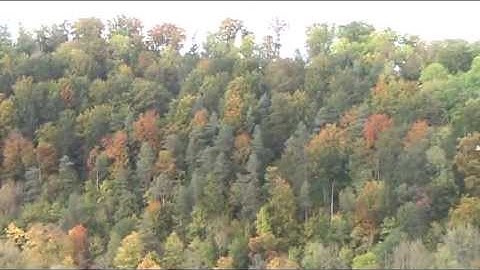 Align T rex 550 DFC 3D flight