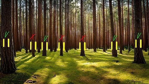 Geo 2 BAF (Basal Area Factor) application