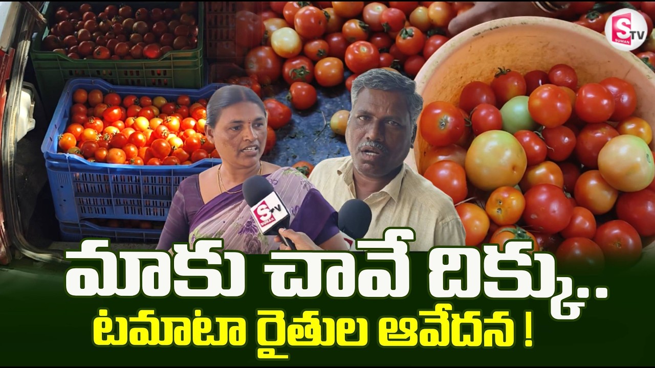 టమాటా రైతుల ఆవేదన ! Farmers Suffer Heavy Loss as Tomato Prices Fall | Special Report