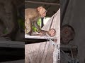 Baby STEELY's Brave Climbing Skills!