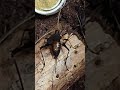 珍しい！！鈴虫のメスが羽を広げて鳴く姿