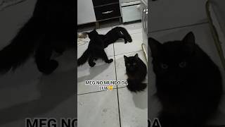 Medonha e Gorila discutindo, Meg: não é problema meu. 😹🐾 #cat #kitty #gatitos #gatos #petsfofinhos