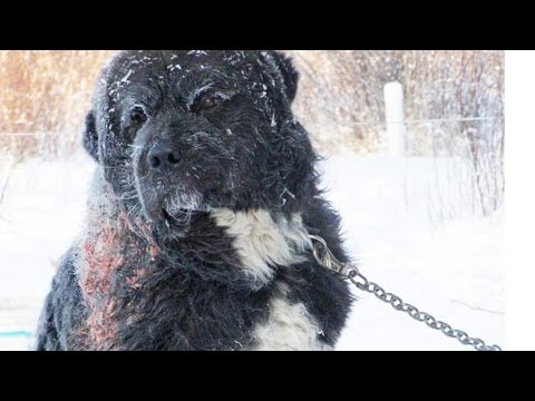 Chained In Freezing Cold - A Dog's Rescue and Happy Ending