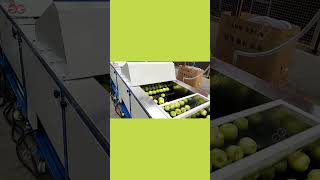 Apple Fruit Processing Line With Washing Waxing And Sorting