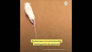"Paralyzed mice walk again thanks to a new injectable therapy".