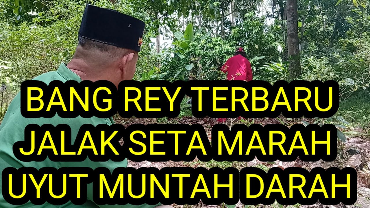 BANG REY TERBARU UYUT TERGELETAK TAK BERYAWA