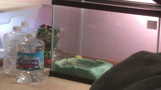 Pixie Frog (African Bullfrog) Croaking