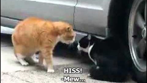 Crazy Talking Cat Hassle from www metacafe com