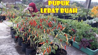 JOSS| PUPUK  CABE MASA GENERATIF UNTUK PEMBUNGAAN DAN PEMBUAHAN TANAMAN CABE DI POLIBAG