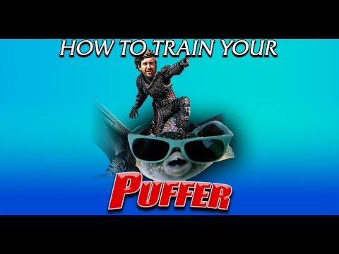 How To Train Your Puffer --- Gallery Aquatica TV