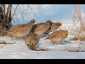 Супер охота 01.01.2017. Куропатки, заяц, тетерки, тетерев. Partridge, hare, hen, black grouse