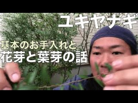 ユキヤナギ の基本お手入れ 雪柳 剪定 Youtube ユキヤナギ の基本お手入れ 雪柳 剪定 Youtube