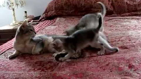 Video 1317031: abyssinian male kitten, abyssinian female kitten, abyssinian kitten playing, blue abyssinian kitten, silver abyssinian, somali kittens playing, kitten playing mom