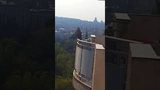 Ястреб в Тбилиси / hawk in Tbilisi / Georgia / Грузия / Тбилиси /