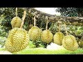 Asia Durian Farm and Harvest - Asian Durian Cultivation Technology and Durian Processing