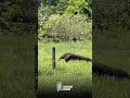 Un oso palmero apareció en los Llanos Orientales