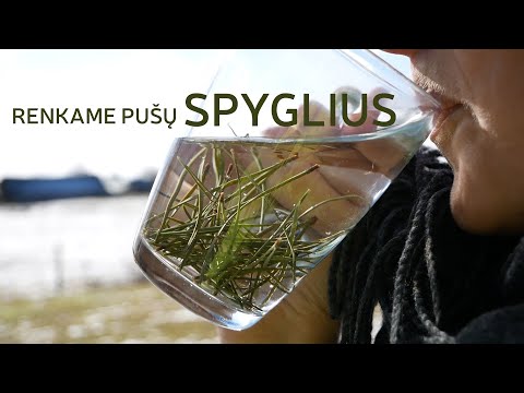 Video: Kaip Ir Kodėl Valgyti Pušies Spyglius