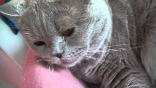 Ruby Cat - Reality Series #5 by OriginalRubyCat 99 views 12 years ago 3 minutes, 53 seconds