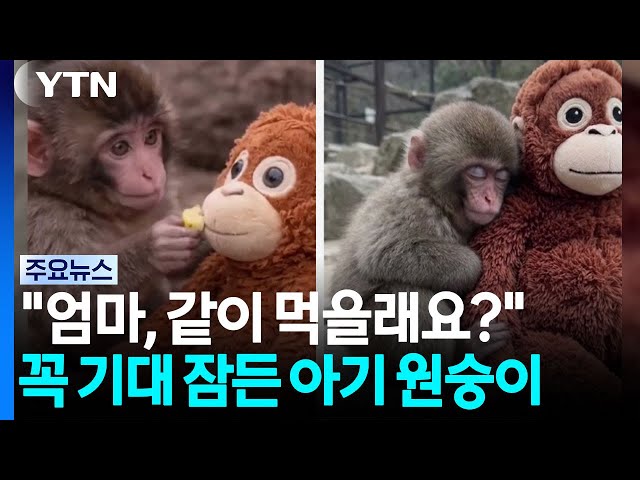 엄마 대신 인형 안은 ‘펀치'...이젠 우표 속 주인공 [나우쇼츠]  / YTN
