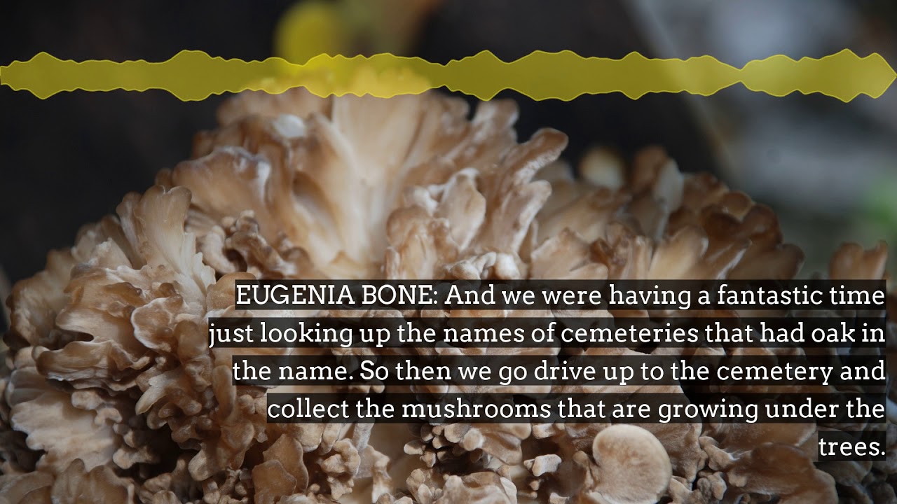 The Weird, Wild World of Mushrooms | To The Best Of Our Knowledge