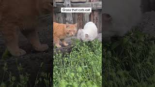 Cats love this grass 🌱😻#catsgrass #grasscat #cats#mycats#animals