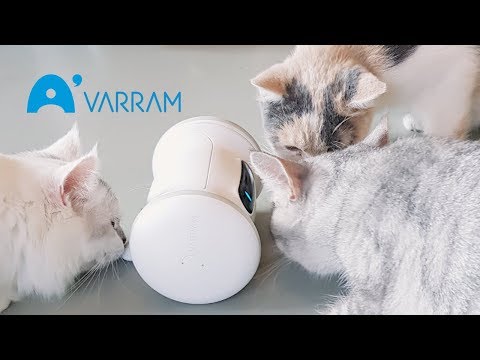 Cats Playing With Varram Pet Fitness Robot