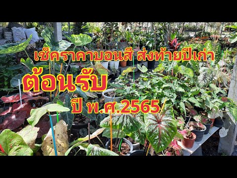 ผลสลากกินแบ่งรัฐบาล วันที่ 1 พย. 2567 ผลสลากกินแบ่งรัฐบาล วันที่ 1 พย. 2567