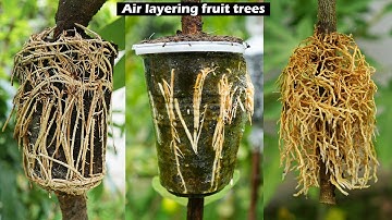 🌿How to grow guava, lychee, and lemon trees, great ways to propagate guava, lychee, and lemon trees!