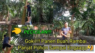 Download Lagu Gokilll!!!~ Panen Buah Rambai,, Manjat Pohon Sampai Ngaaap //Anak Desa MP3 Download Lagu Gokilll!!!~ Panen Buah Rambai,, Manjat Pohon Sampai Ngaaap //Anak Desa MP3
