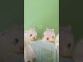 猫耳の家族を発見！🐱 「サトキマダラヒカゲ」という蝶の幼虫です🐛