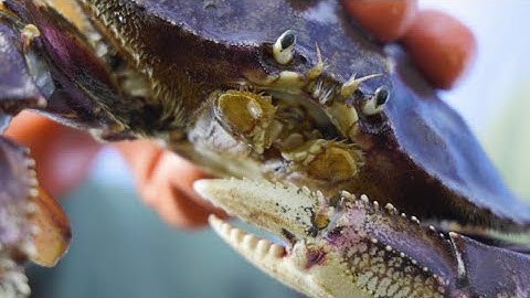 Winter Dungeness CRAB Fishing | South Puget Sound