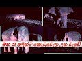 What do elephants at night?/ රාත්‍රියේදි අලින් මොනවද කරන්නේ #elephant #srilanka #elephantattack