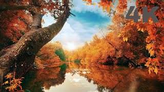 Indian Flute and Nature Meditation Mind Relax Music for sleep || 4k video meditation screenshot 4