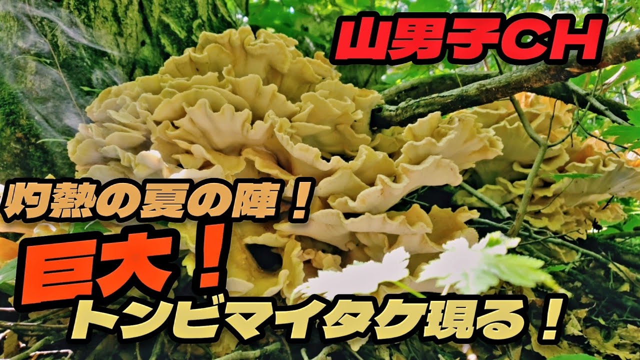 山男子CH 　灼熱の夏の陣！「巨大！トンビ舞茸現る！」