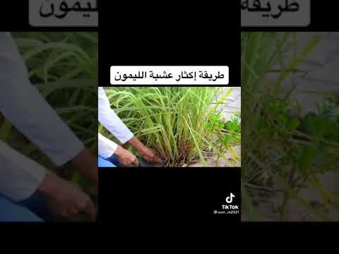 طريقة إكثار عشبة الليمون