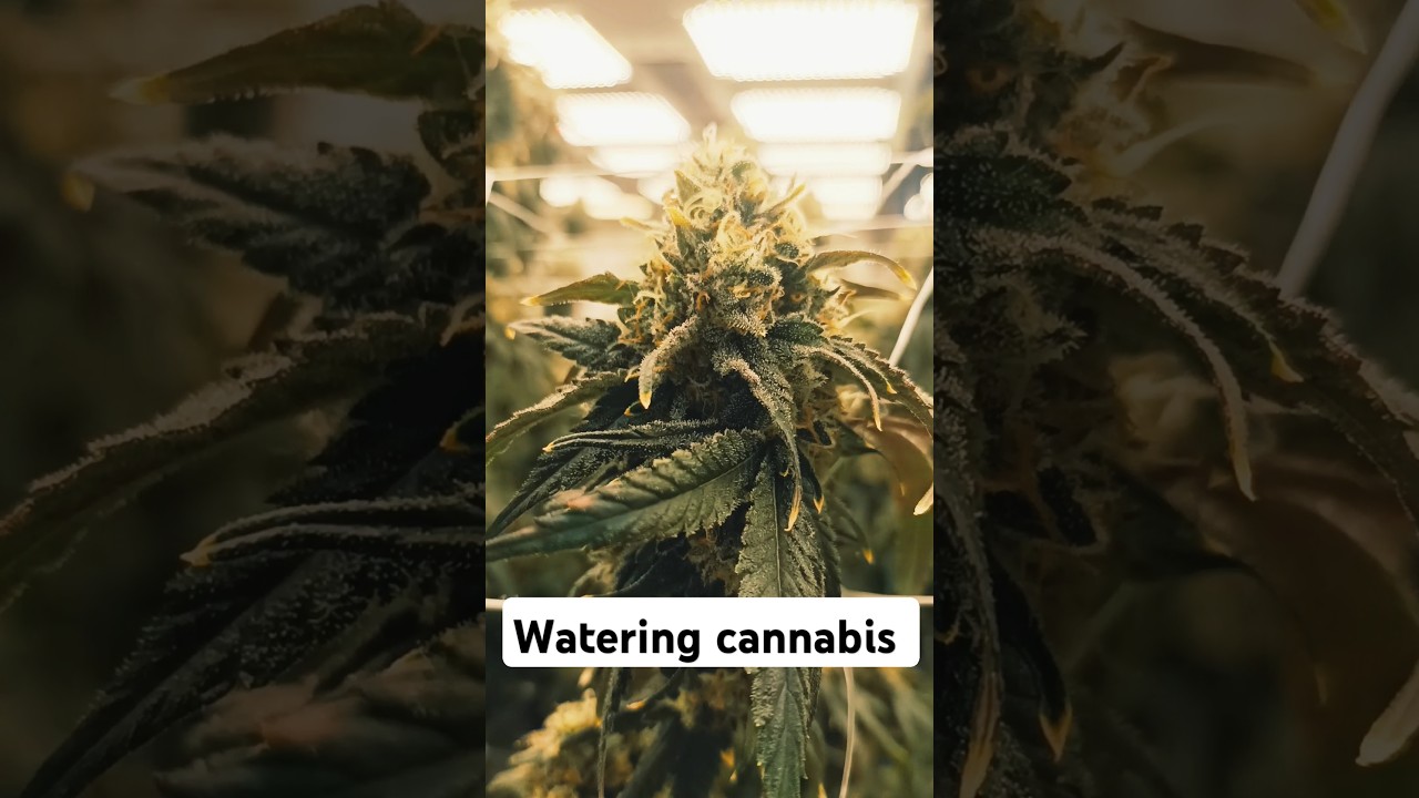 "How to Water Cannabis Plants Properly 🌱💧 | Tips for Healthy Growth!" 